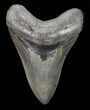 Serrated, Lower Megalodon Tooth - Georgia #72806-1
